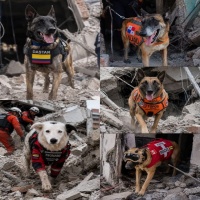 Hero Dog