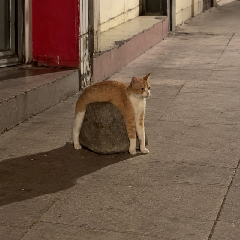 Rockcat