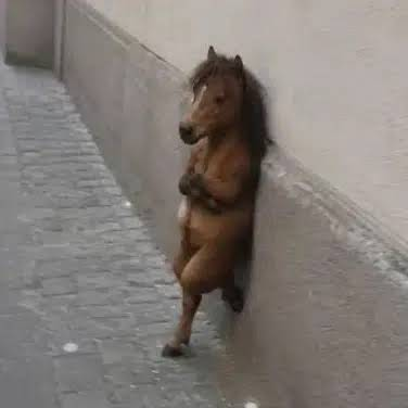 horsy