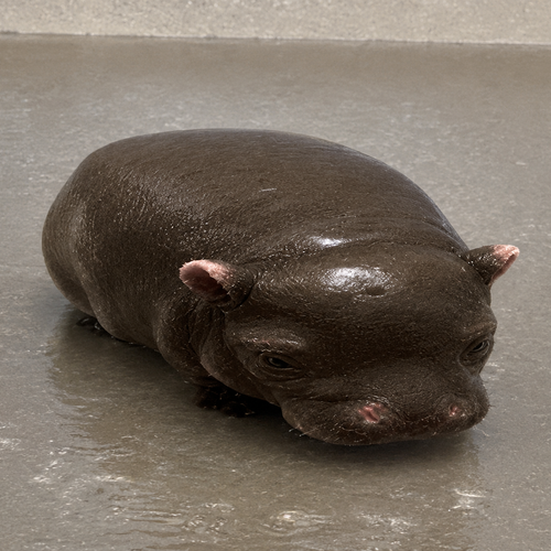pipotam