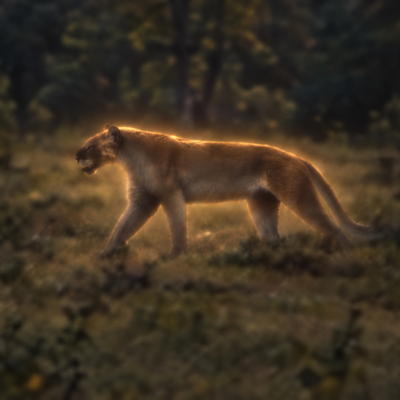 beardog