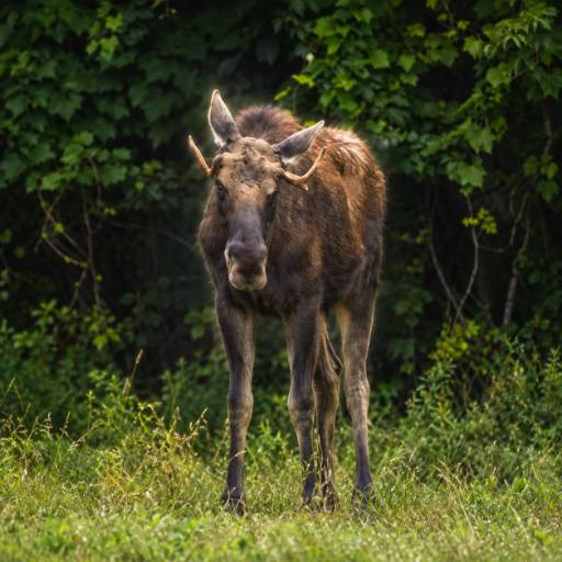 Moose