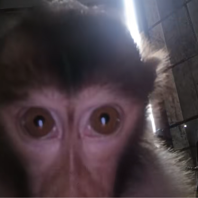 callmonkey