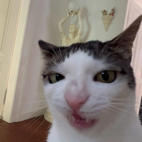 Crunchy Cat logo