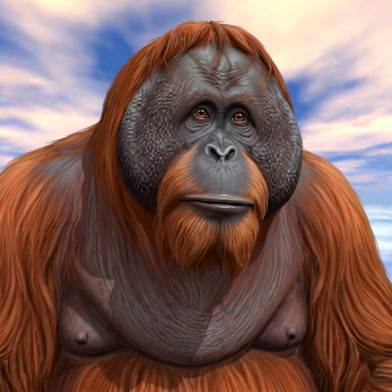 KOKO