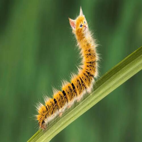 caterpillar