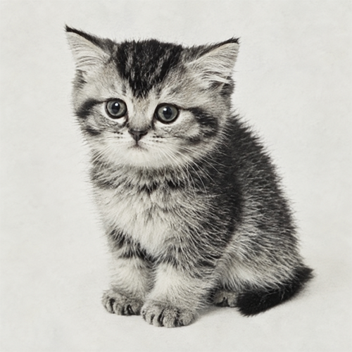 Nuclear War Is Bad For Kittens logo