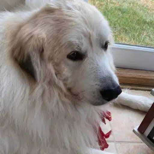 Hugo