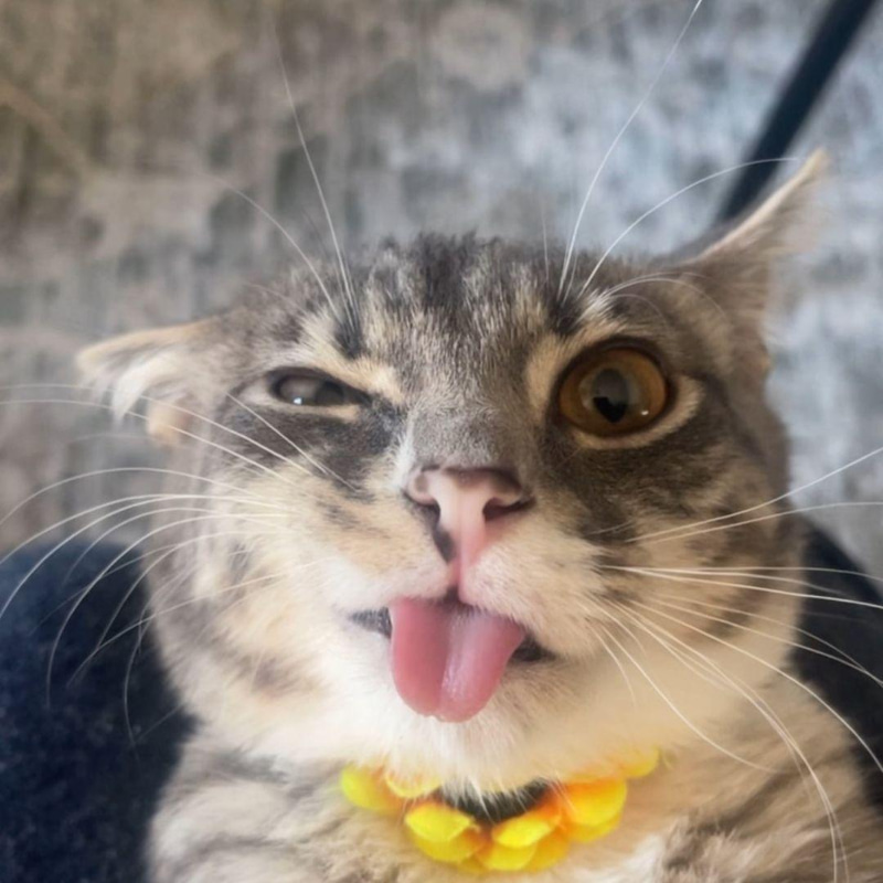 Iamrigbycat logo