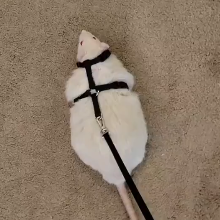 waddle