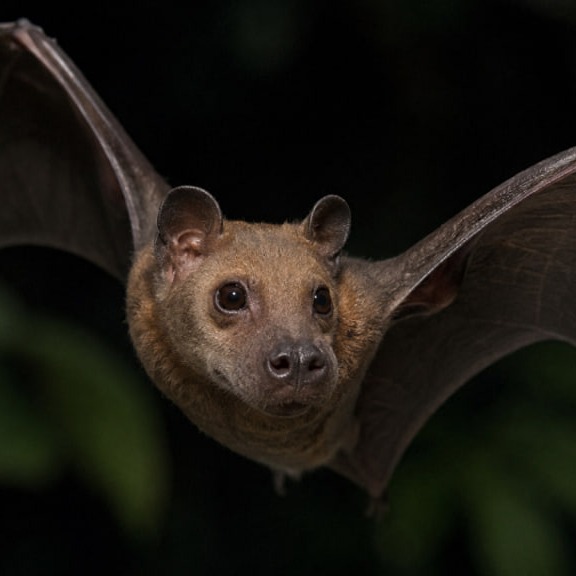 The Dog Bat logo