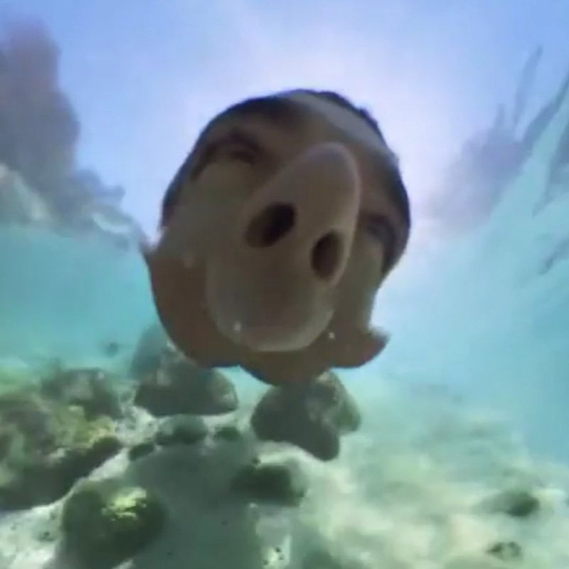 Nosefish