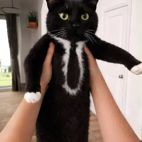 suit