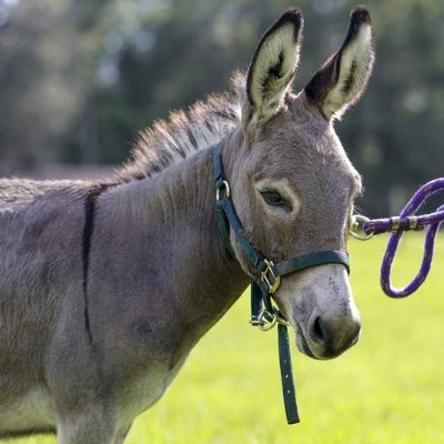 Anti Data Center Donkey logo