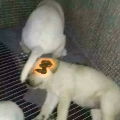 Two Dogs Shitting On Eachother logo