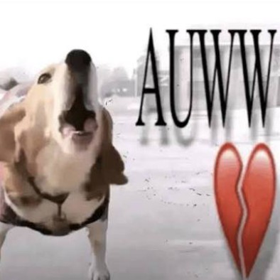AUWWDOG logo