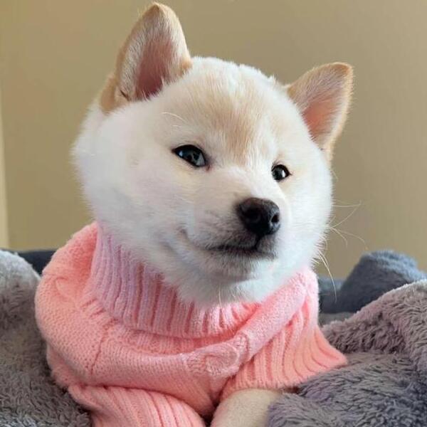 The Cream Shiba logo