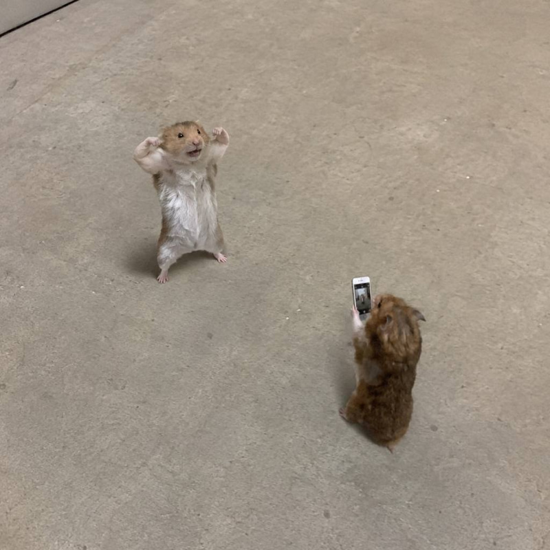 hammy