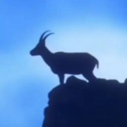 GOAT