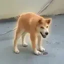 土豆