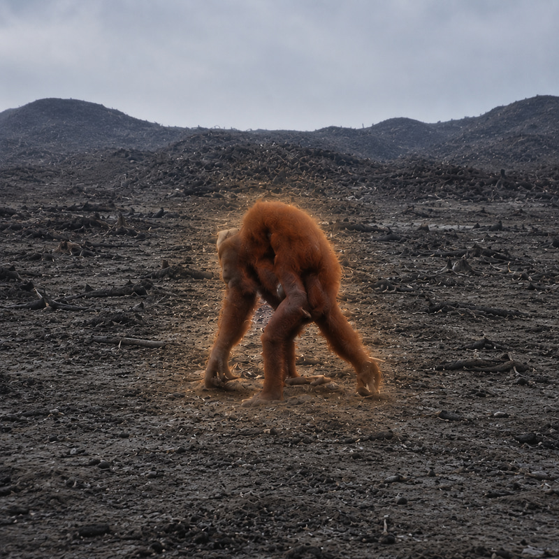 Orangutans