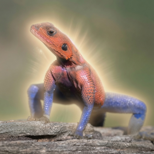 Lizard