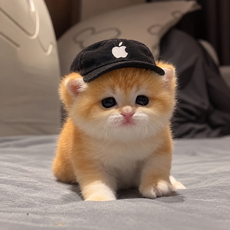 Mac The Cat logo