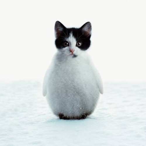 pat
