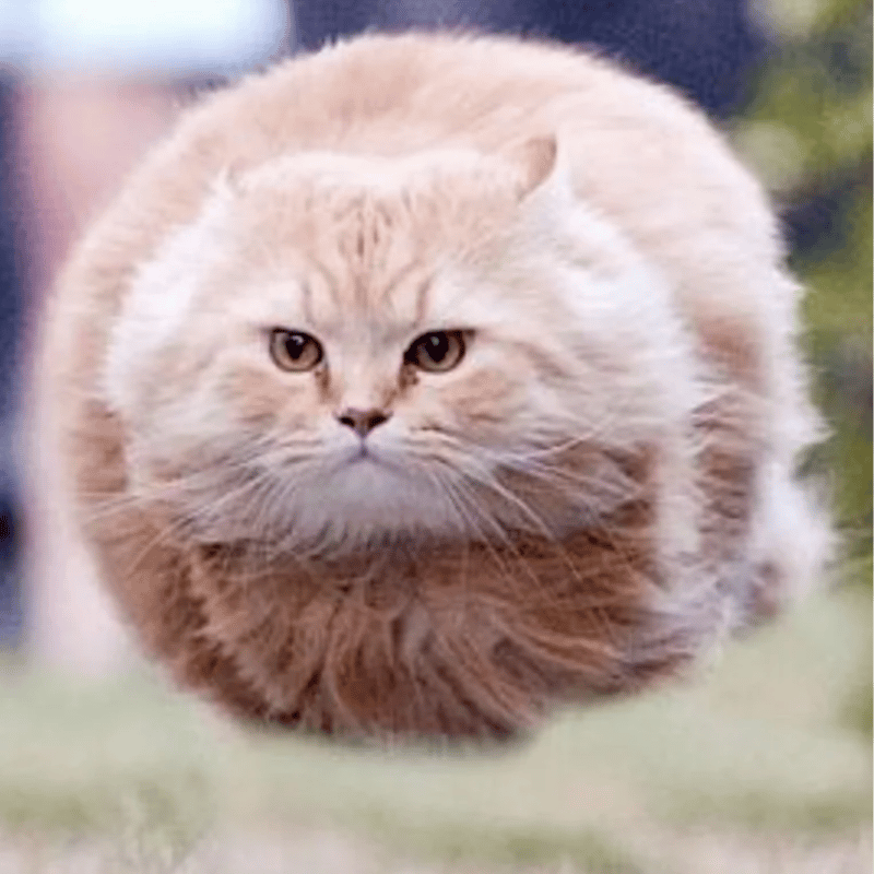 Low Float Cat logo