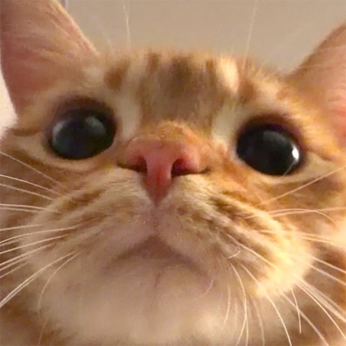 peanut