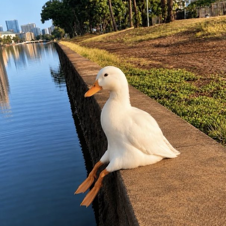 Duck In Pain logo