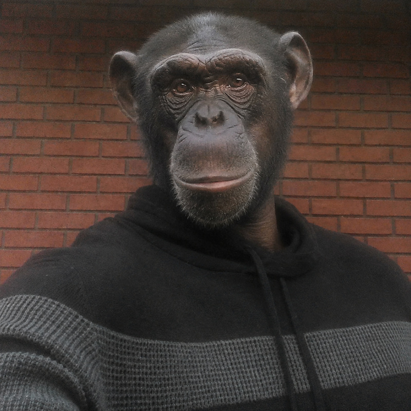 CHIMP