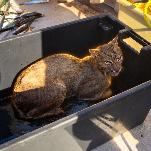 Catamount