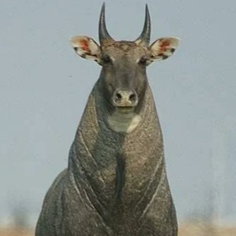 The Blue Bull logo