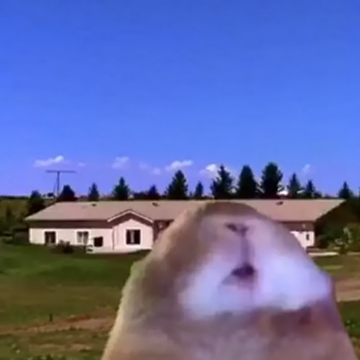Hamster