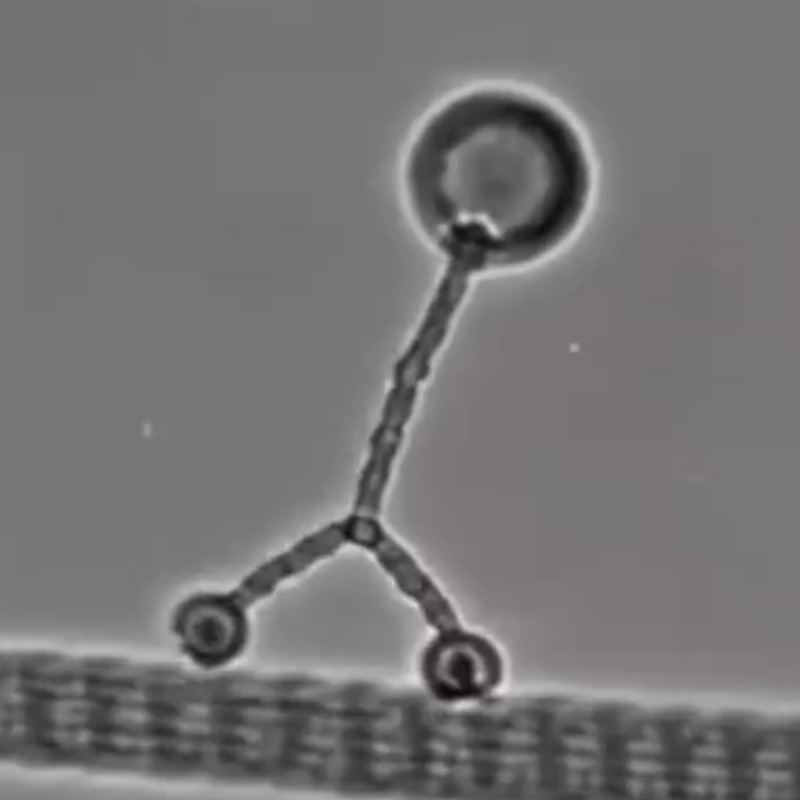 Kinesin