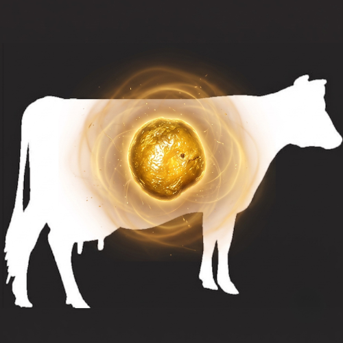 Bull Gallstones logo