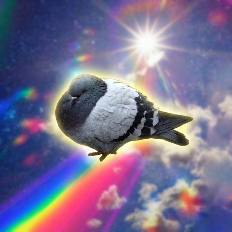 pijon