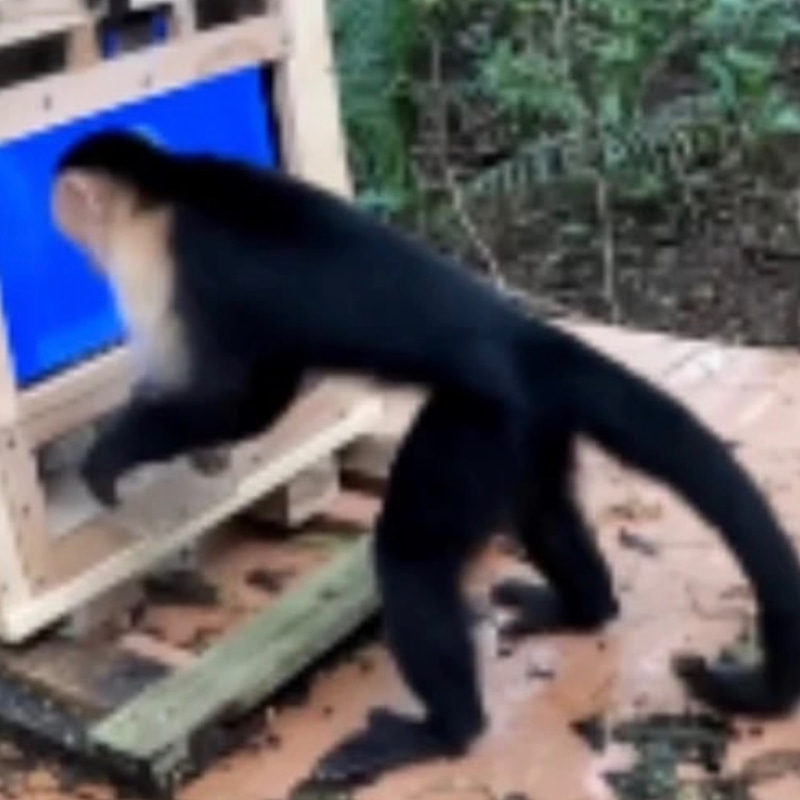 The AI Monkey logo