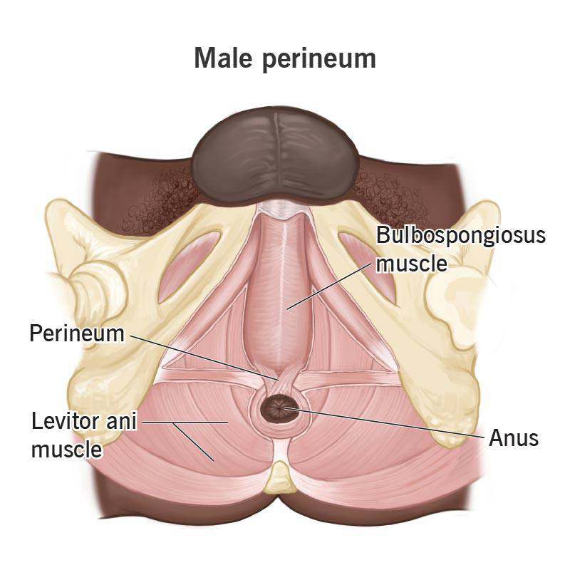 ANAL