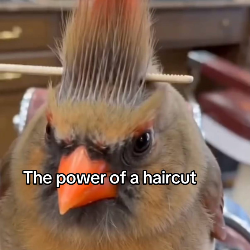 The Power Of A Haircut logo