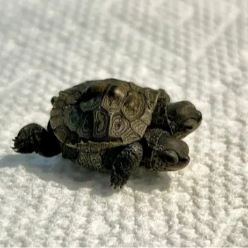 2urtle logo