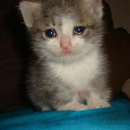 emokitteh