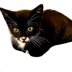 scrimpus