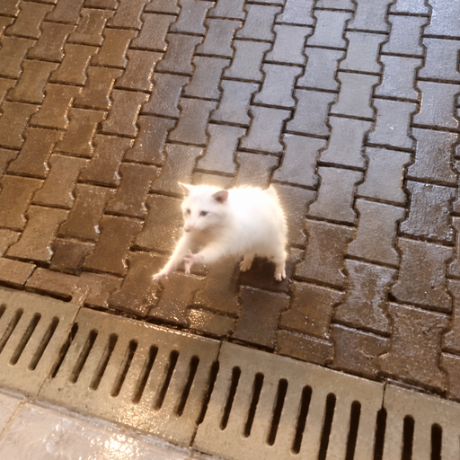 Raccoon
