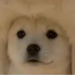 UNDERDOG