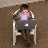 Smoking Chill Monkey logo