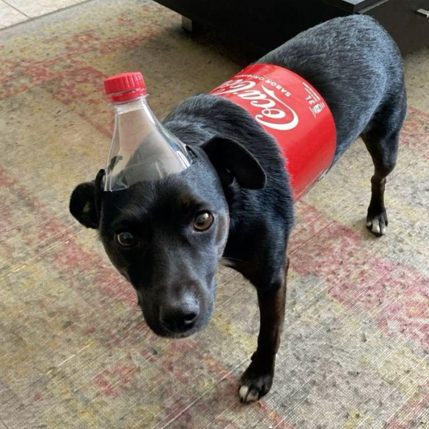 COKEDOG