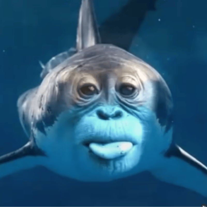 MONKEY