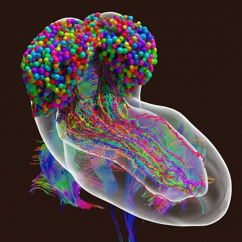 BOARBRAIN
